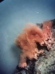 Attēlu rezultāti vaicājumam “Heterotrichia pomiformis (syn. Arcyria pomiformis)”