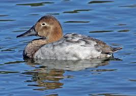 Image result for Aythya valisineria