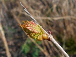 Attēlu rezultāti vaicājumam “Viburnum opulus bud”