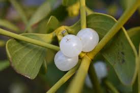 Attēlu rezultāti vaicājumam “Viscum album fruit”