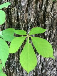 Attēlu rezultāti vaicājumam “Parthenocissus quinquefolia leaf”