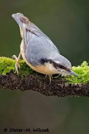 Attēlu rezultāti vaicājumam “Sitta europaea male”