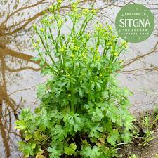 Attēlu rezultāti vaicājumam “Ranunculus sceleratus”