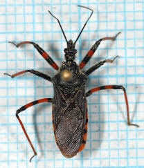 Attēlu rezultāti vaicājumam “Rhynocoris annulatus”