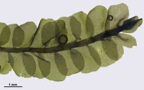 Attēlu rezultāti vaicājumam “Chiloscyphus pallescens”