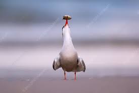 Attēlu rezultāti vaicājumam “Sterna hirundo”