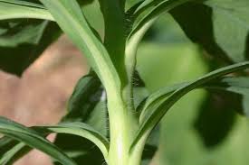 Attēlu rezultāti vaicājumam “Euphorbia helioscopia leaf”