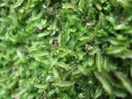 Attēlu rezultāti vaicājumam “Odontoschisma sphagni”