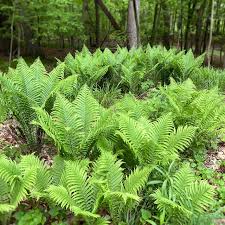 Attēlu rezultāti vaicājumam “Matteuccia struthiopteris”