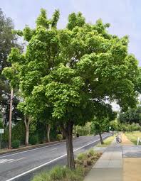 Attēlu rezultāti vaicājumam “Acer campestre”