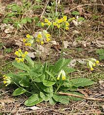 Attēlu rezultāti vaicājumam “Primula veris leaf”