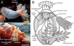Image result for Cucumaria frondosa