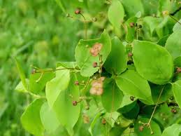 Attēlu rezultāti vaicājumam “Euonymus verrucosus fruit”