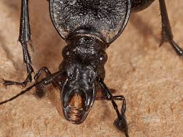 Attēlu rezultāti vaicājumam “Cychrus caraboides”