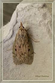 Attēlu rezultāti vaicājumam “Aphomia sociella female”