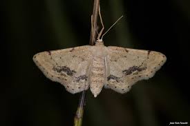 Attēlu rezultāti vaicājumam “Idaea emarginata”