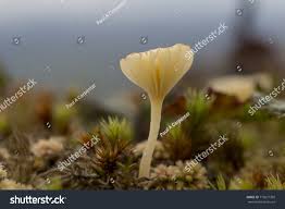 Attēlu rezultāti vaicājumam “Lichenomphalia umbellifera”
