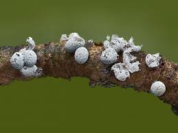 Attēlu rezultāti vaicājumam “Badhamia affinis var. microspora macro”