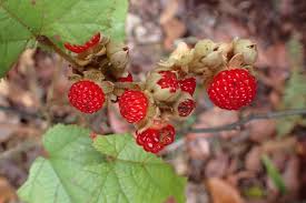 Attēlu rezultāti vaicājumam “Rubus nessensis fruit”
