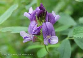 Attēlu rezultāti vaicājumam “Medicago sativa subsp. sativa flower”