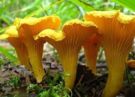 Attēlu rezultāti vaicājumam “Cantharellus lutescens”