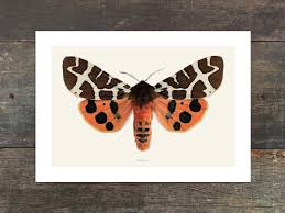 Attēlu rezultāti vaicājumam “Arctia caja”