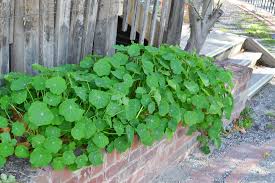 Image result for Tropaeolum majes