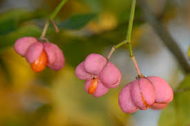 Attēlu rezultāti vaicājumam “Yponomeuta malinellus / cagnagella imago”