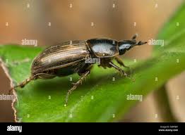 Attēlu rezultāti vaicājumam “Aphodius sp.”