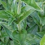 Attēlu rezultāti vaicājumam “Silene chalcedonica fruit”