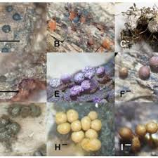 Attēlu rezultāti vaicājumam “Reticularia jurana young”