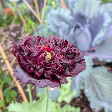 Image result for Papaver somniferum Black
