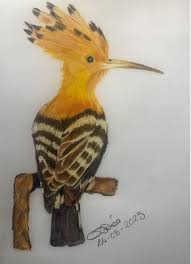 Image result for hoepoe