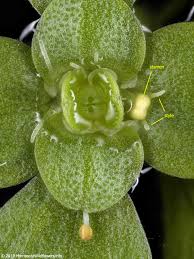 Attēlu rezultāti vaicājumam “Callitriche verna flower”