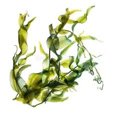 Attēlu rezultāti vaicājumam “Potamogeton lucens”