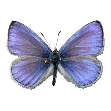 Attēlu rezultāti vaicājumam “Celastrina argiolus”