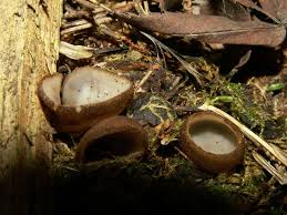 Attēlu rezultāti vaicājumam “Humaria hemisphaerica”