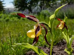 Attēlu rezultāti vaicājumam “Cypripedium calceolus”