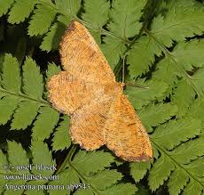 Attēlu rezultāti vaicājumam “Angerona prunaria”
