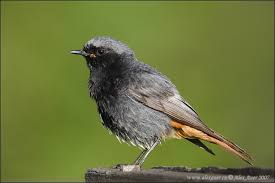 Attēlu rezultāti vaicājumam “Phoenicurus ochruros”