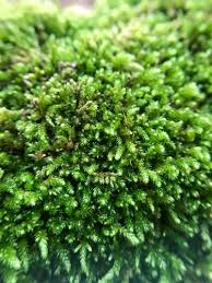 Attēlu rezultāti vaicājumam “Eurhynchiastrum pulchellum macro”