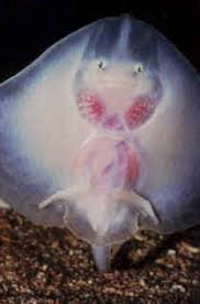 Image result for Dipturus batis