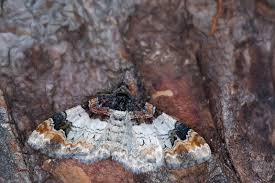 Attēlu rezultāti vaicājumam “Catarhoe cuculata”