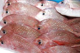 Image result for Pagrus auratus