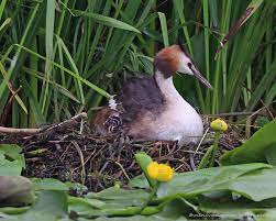 Attēlu rezultāti vaicājumam “Podiceps cristatus juvenile”