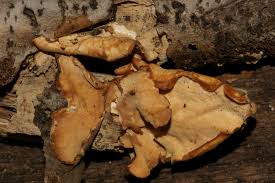 Attēlu rezultāti vaicājumam “Antrodiella semisupina”