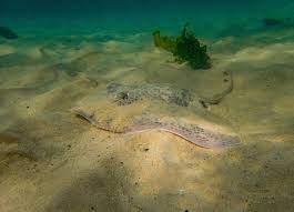 Image result for Raja straeleni