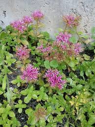 Attēlu rezultāti vaicājumam “Phedimus spurius flower”