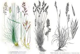 Attēlu rezultāti vaicājumam “Festuca rubra subsp. rubra fruit”