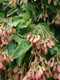 Attēlu rezultāti vaicājumam “Acer tataricum subsp. ginnala flower”